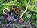 Tolypocladium capitatum-amf522-Elaphomyces granulatus
